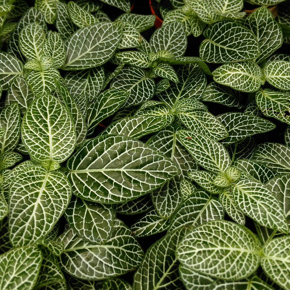 PR Live plant. Fittonia mix (Small)