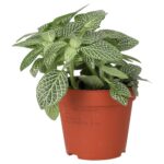 PR Live plant. Nerve Plant (Medium)
