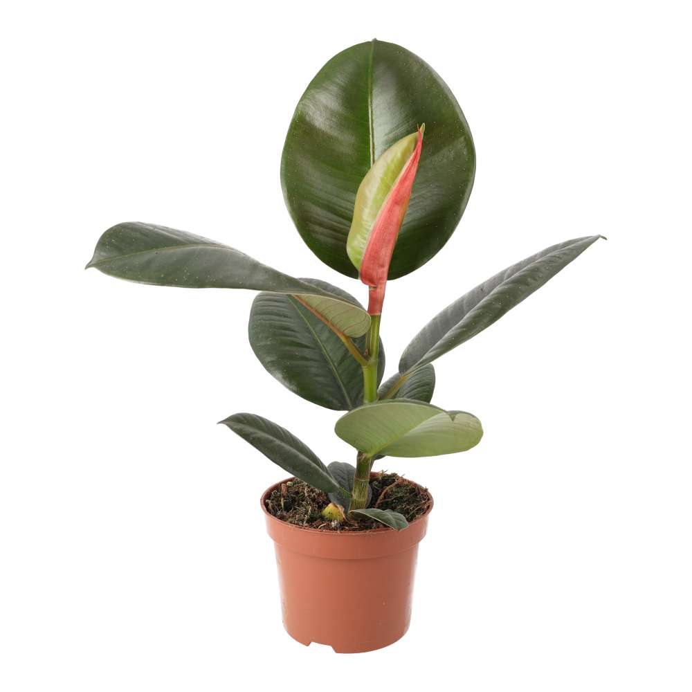 PR Live Plant. Ficus elastica (Large)