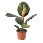 PR Live plant. Ficus elastica (Large)