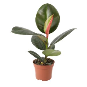 PR Live plant. Ficus elastica (Large)