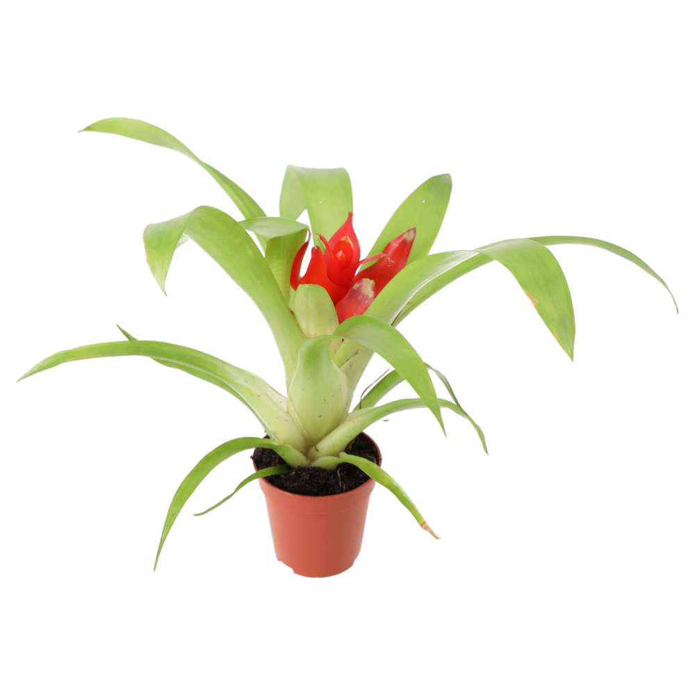 PR Live plant. Bromeliad 'mixed colours' (Small)