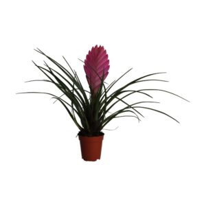 PR Live plant. Pink Quill Bromeliad (Small)