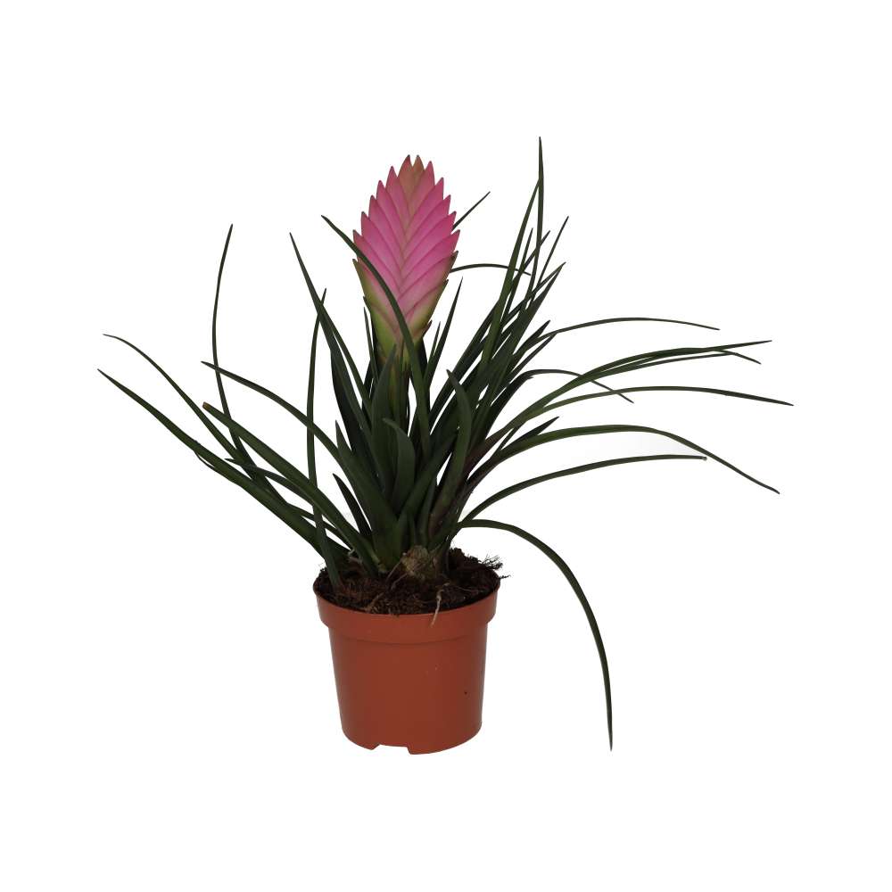 PR Live plant. Pink Quill Bromeliad (Medium)