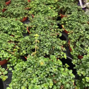 PR Live plant. Wax Plant 'Green' (Medium)