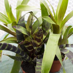 PR Live plant. Bromeliad mix (No flower)