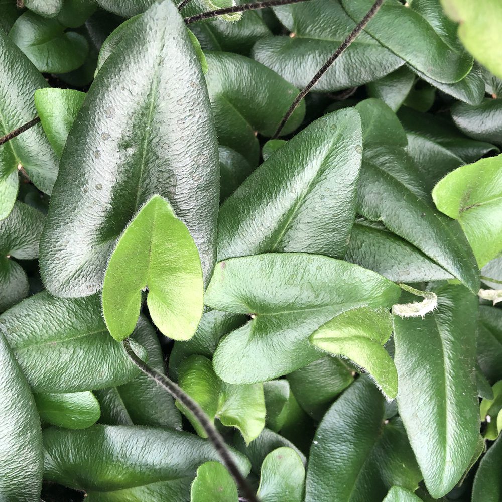 PR Live plant. Hemionitus arifolia (Medium) PR Live plant. Hemionitus arifolia (Medium)