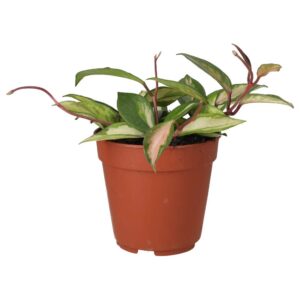 PR Live Plant. Wax Plant 'Tricolour' (Large)