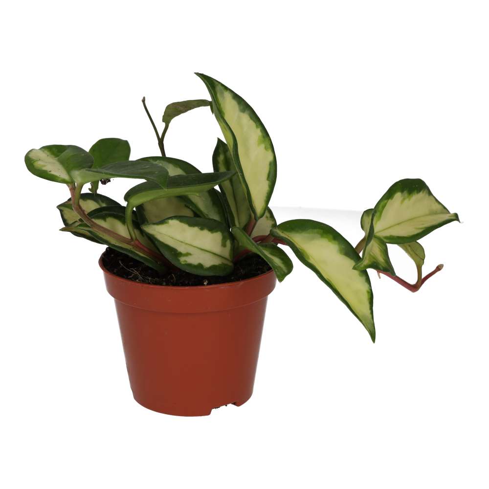 PR Live Plant. Wax Plant 'Tricolour' (Medium)