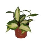 PR Live plant. Wax Plant 'Tricolour' (Small)