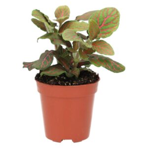 PR Live plant. Hoya tricolor (Small)