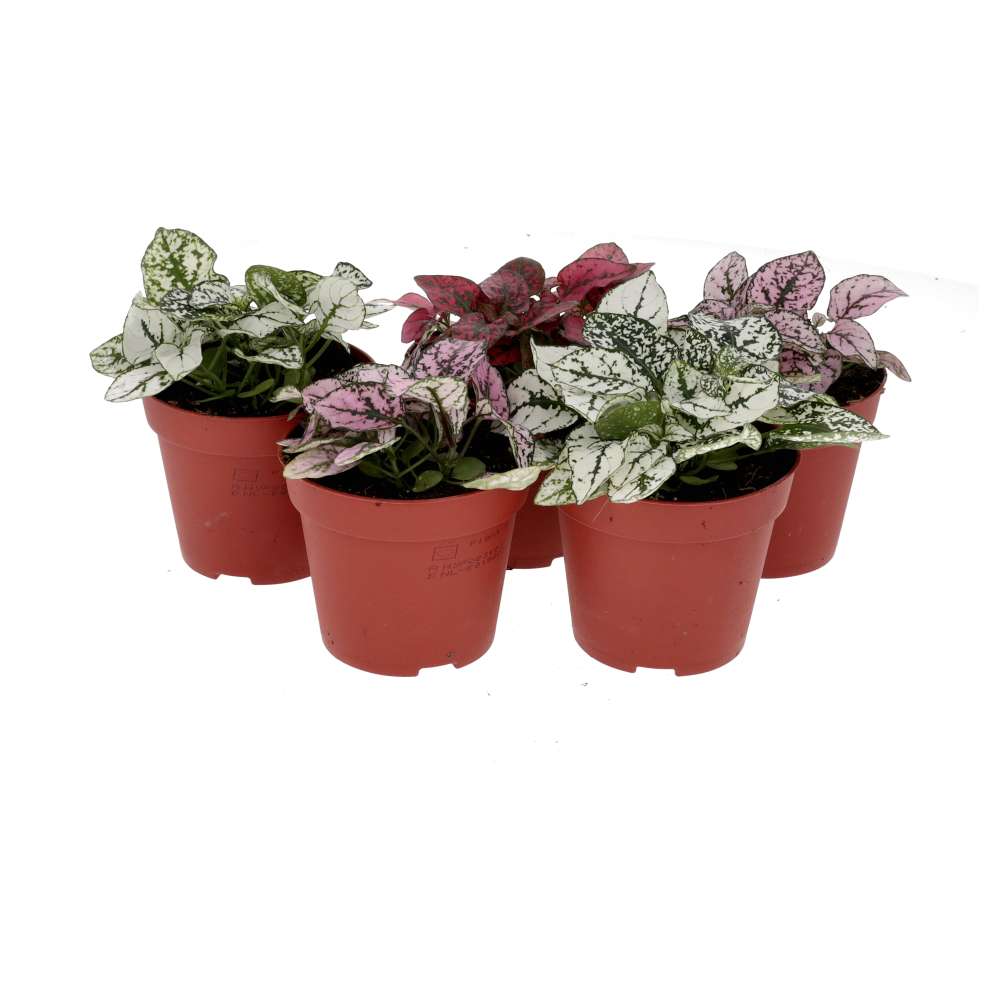 PR Live plant. Polka Dot Plant *BUNDLE 5* (Medium) PR Live plant. Polka Dot Plant *BUNDLE 5* (Medium)