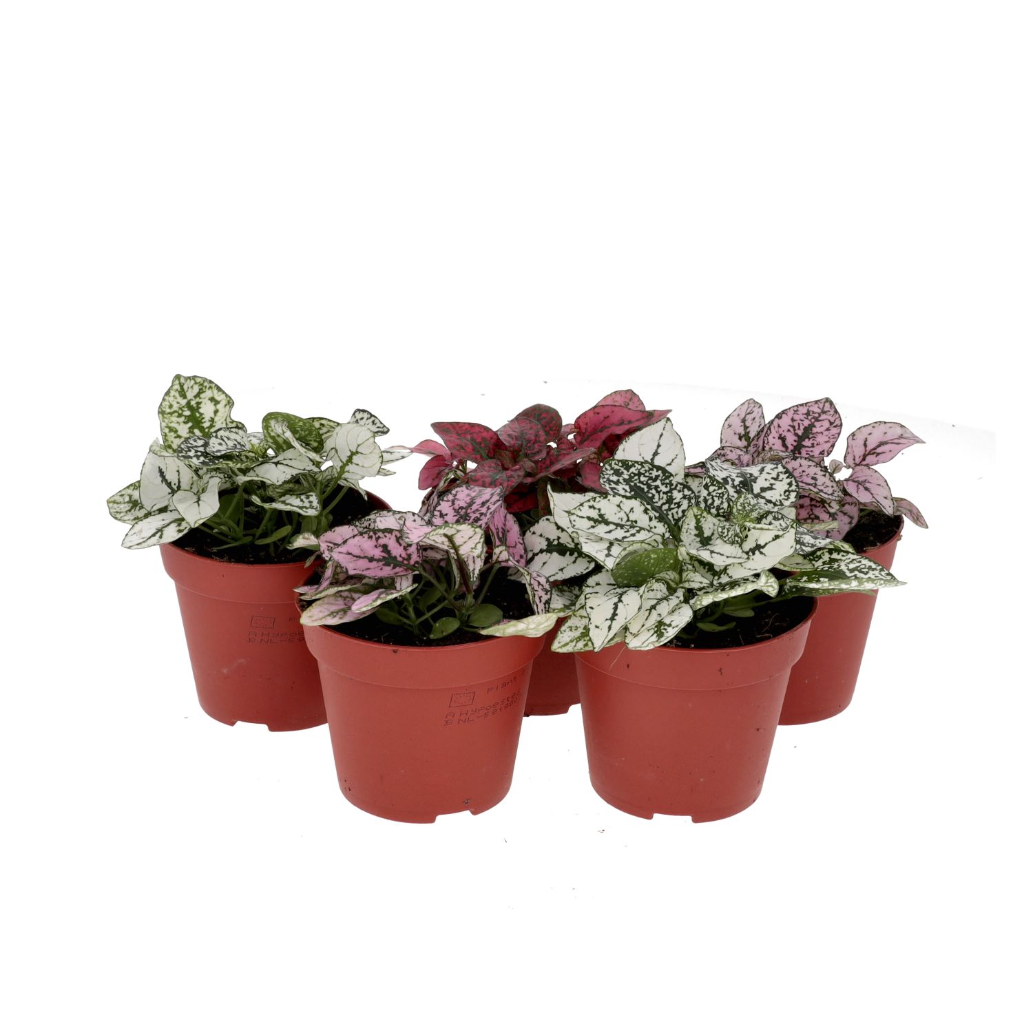 PR Live plant. Polka Dot Plant *BUNDLE 5* (Medium)