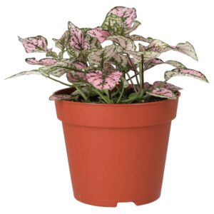 PR Live plant. Polka Dot plant (Medium)