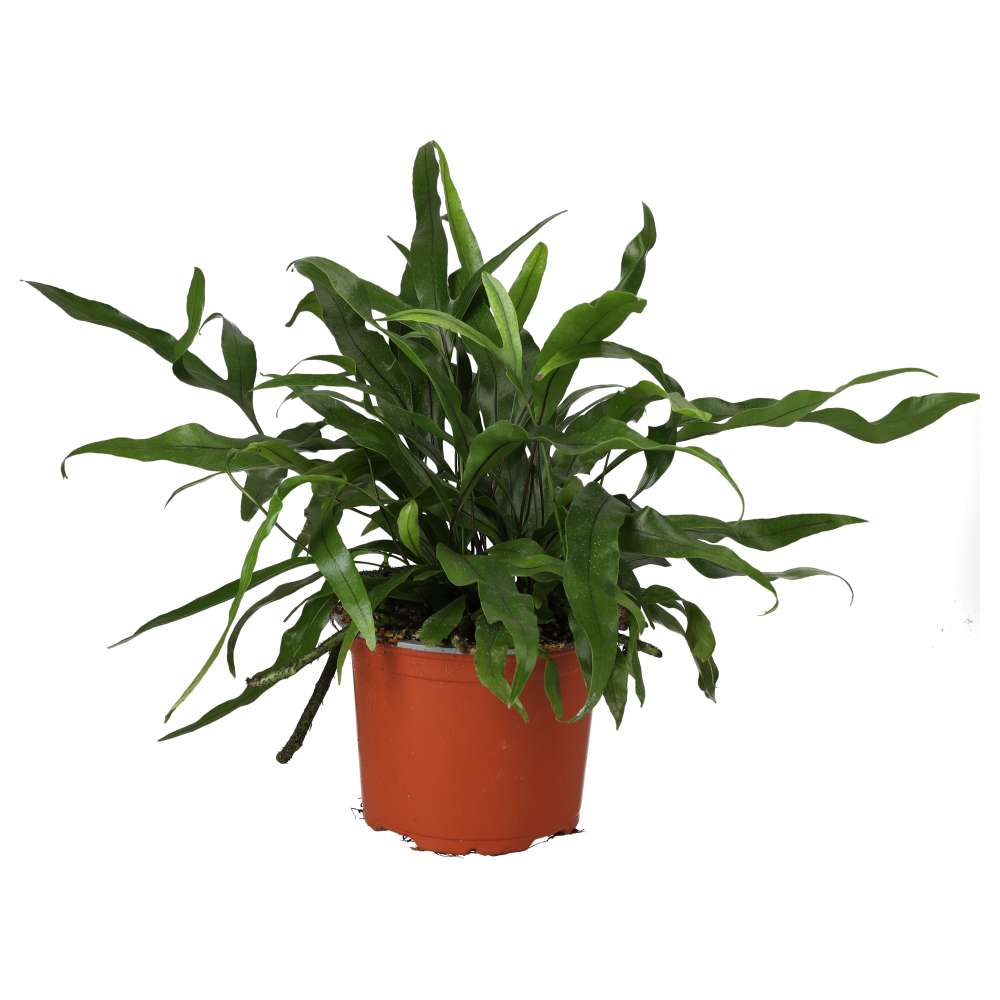 PR Live plant. Microsorum diversifolium (Large) PR Live plant. Microsorum diversifolium (Large)