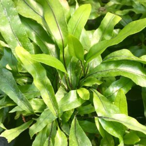 PR Live plant. Microsorum diversifolium (Small)