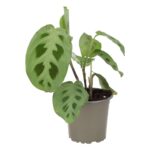 PR Live plant. Prayer Plant (Large)