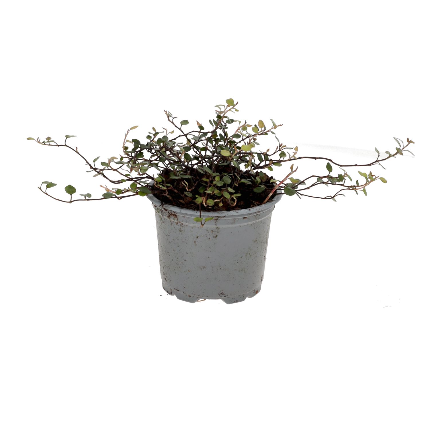 PR Live plant. Muehlenbeckia complexa (Medium)