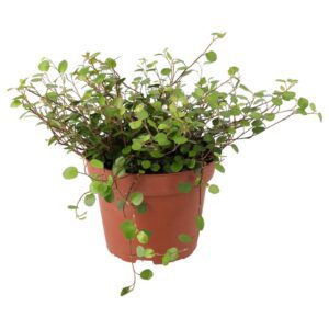 PR Live plant. Muehlenbeckia complexa (Large)