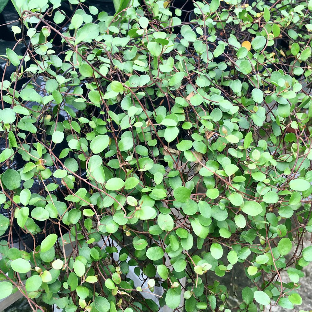 PR Live Plant. Muehlenbeckia complexa (Small)