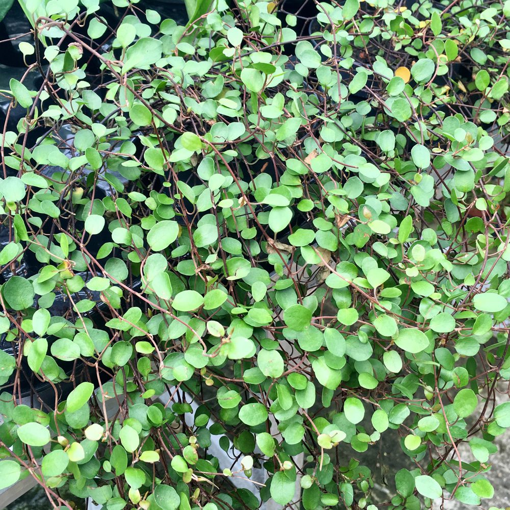 PR Live Plant. Muehlenbeckia complexa (Small) PR Live Plant. Muehlenbeckia complexa (Small)