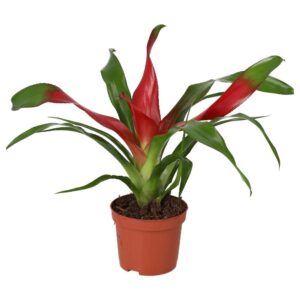 PR Live plant. Neoregelia Bromeliad (Medium)