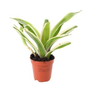 PR Live plant. Striped Fireball Bromeliad (Small)