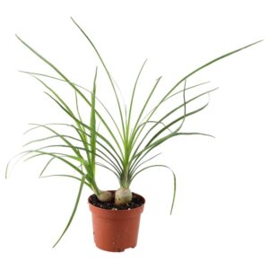 PR Live plant. Nolina recurvata (Medium)