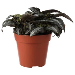 PR Live plant. Muehlenbeckia complexa (Large)