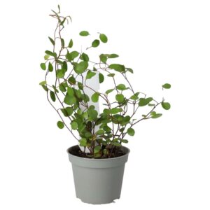 PR Live plant. Maidenhair Vine (Small)