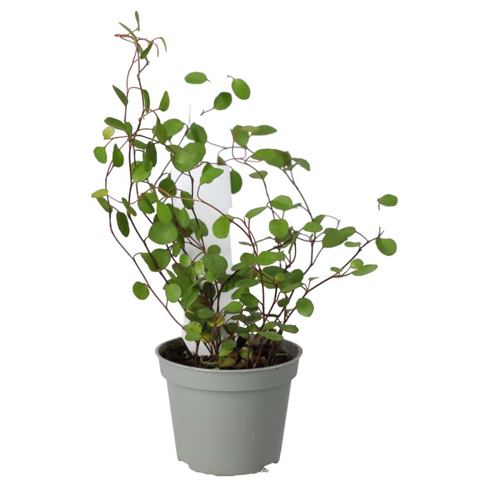 PR Live plant. Maidenhair Vine (Small)