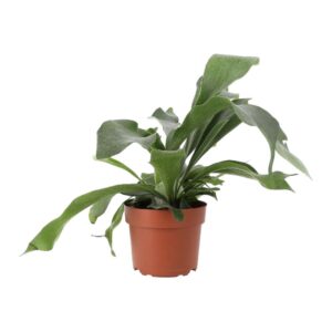 PR Live Plant. Platycerium bifurcatum (Large)