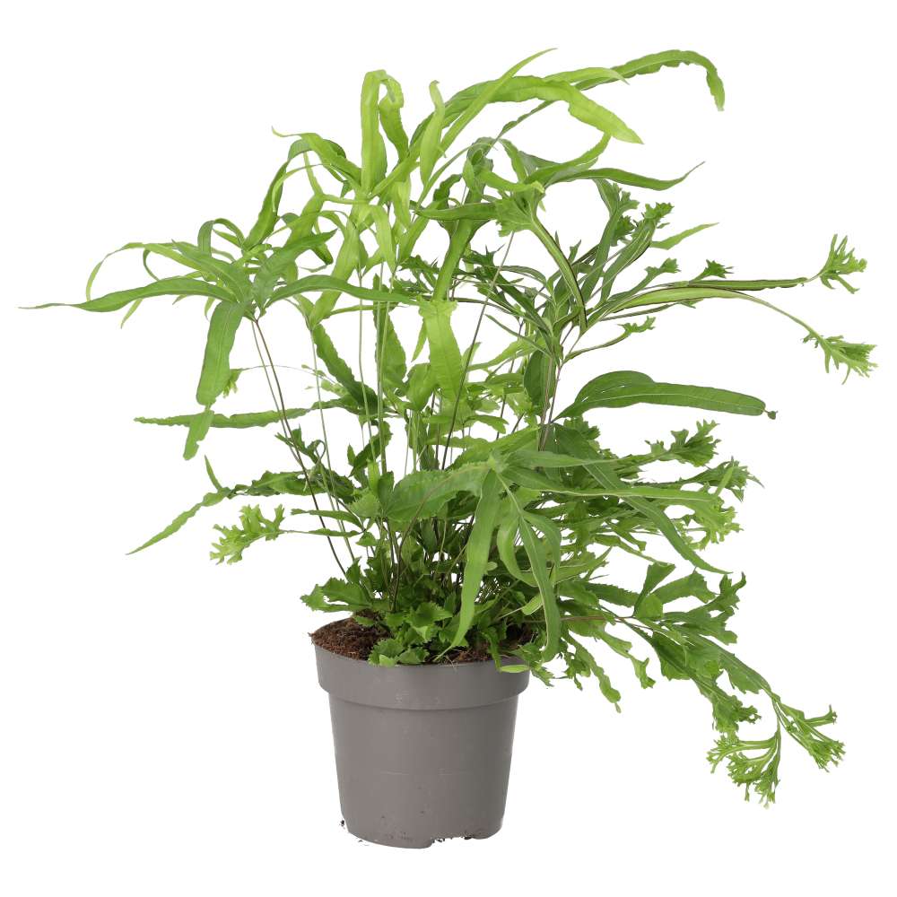 PR Live plant. Pteris Fern (Large)