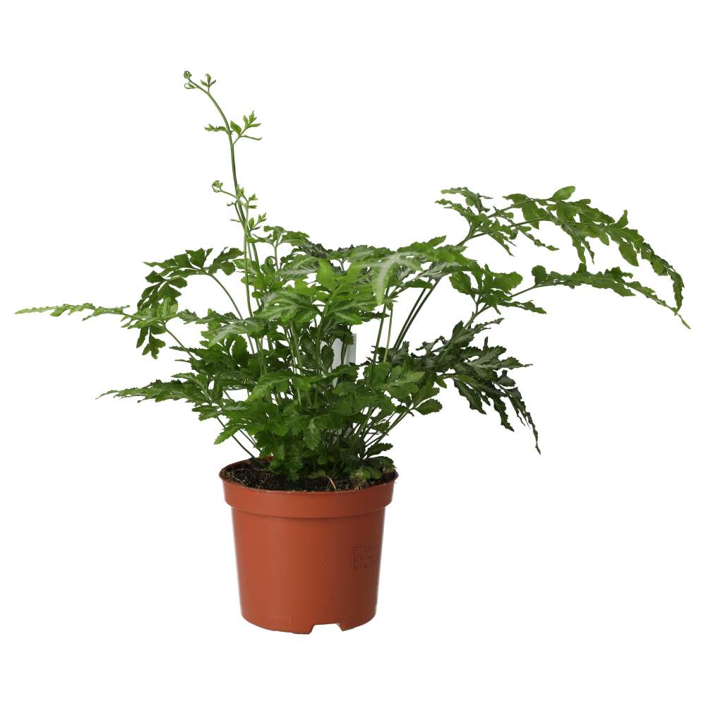 PR Live plant. Pteris Fern (Medium)