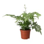 PR Live plant. Brake Fern (Medium)