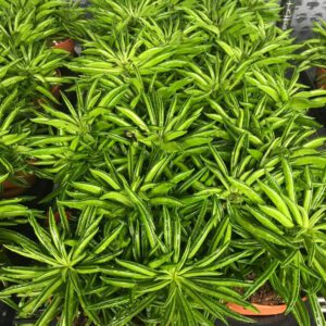 PR Live plant. Peperomia mix (Large)