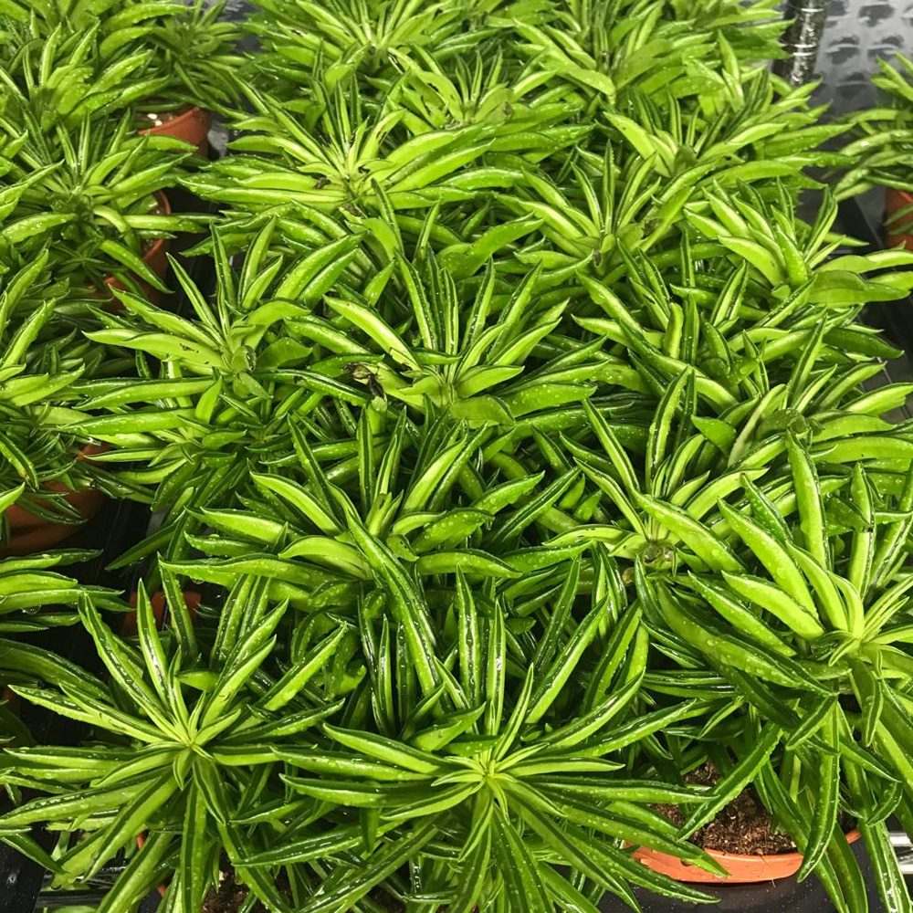PR Live plant. Peperomia mix (Large) PR Live plant. Peperomia mix (Large)