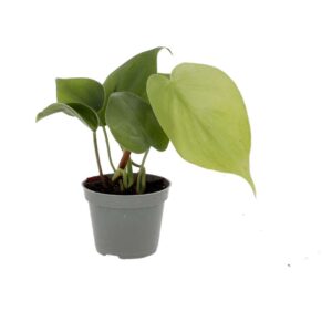 PR Live Plant. Acorn Peperomia (Small)