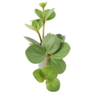 PR Live plant. Acorn Peperomia (Small)