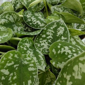 PR Live plant. Philodendron scandens (Moss Pole)