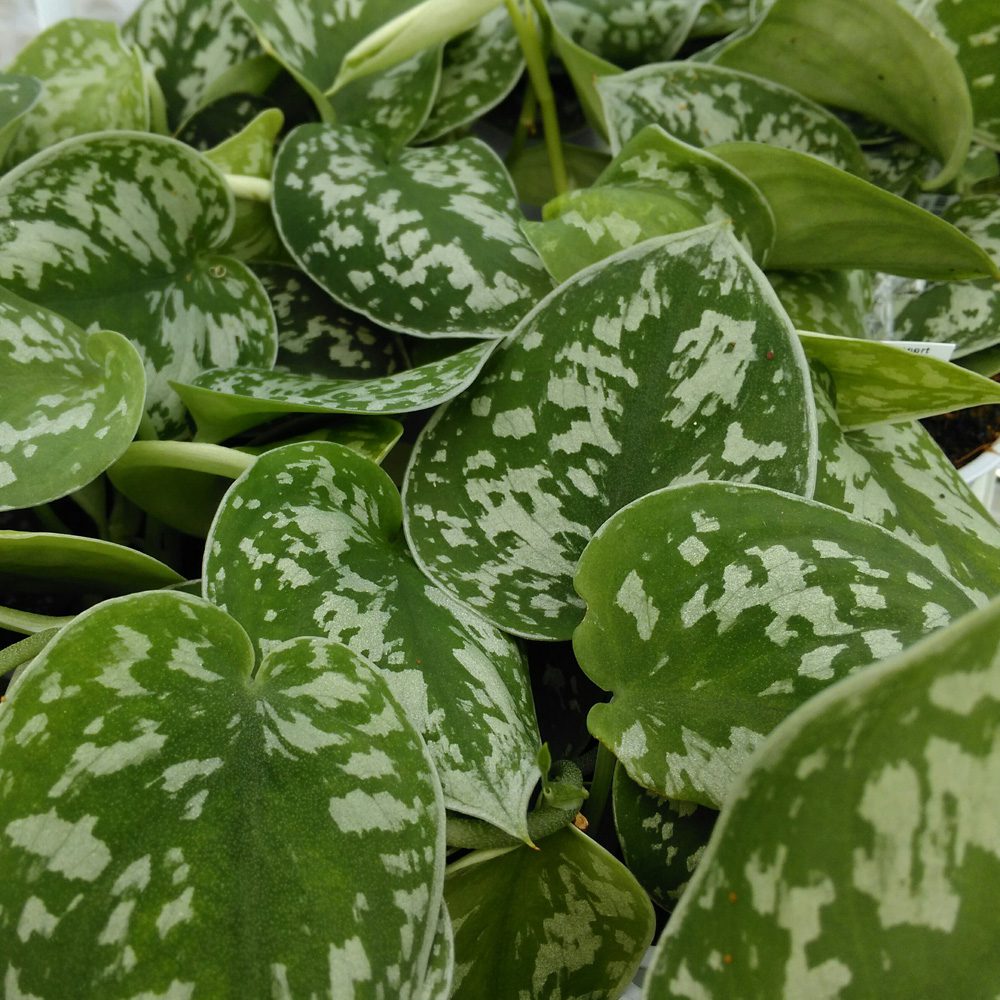 PR Live plant. Philodendron scandens (Moss Pole) PR Live plant. Philodendron scandens (Moss Pole)