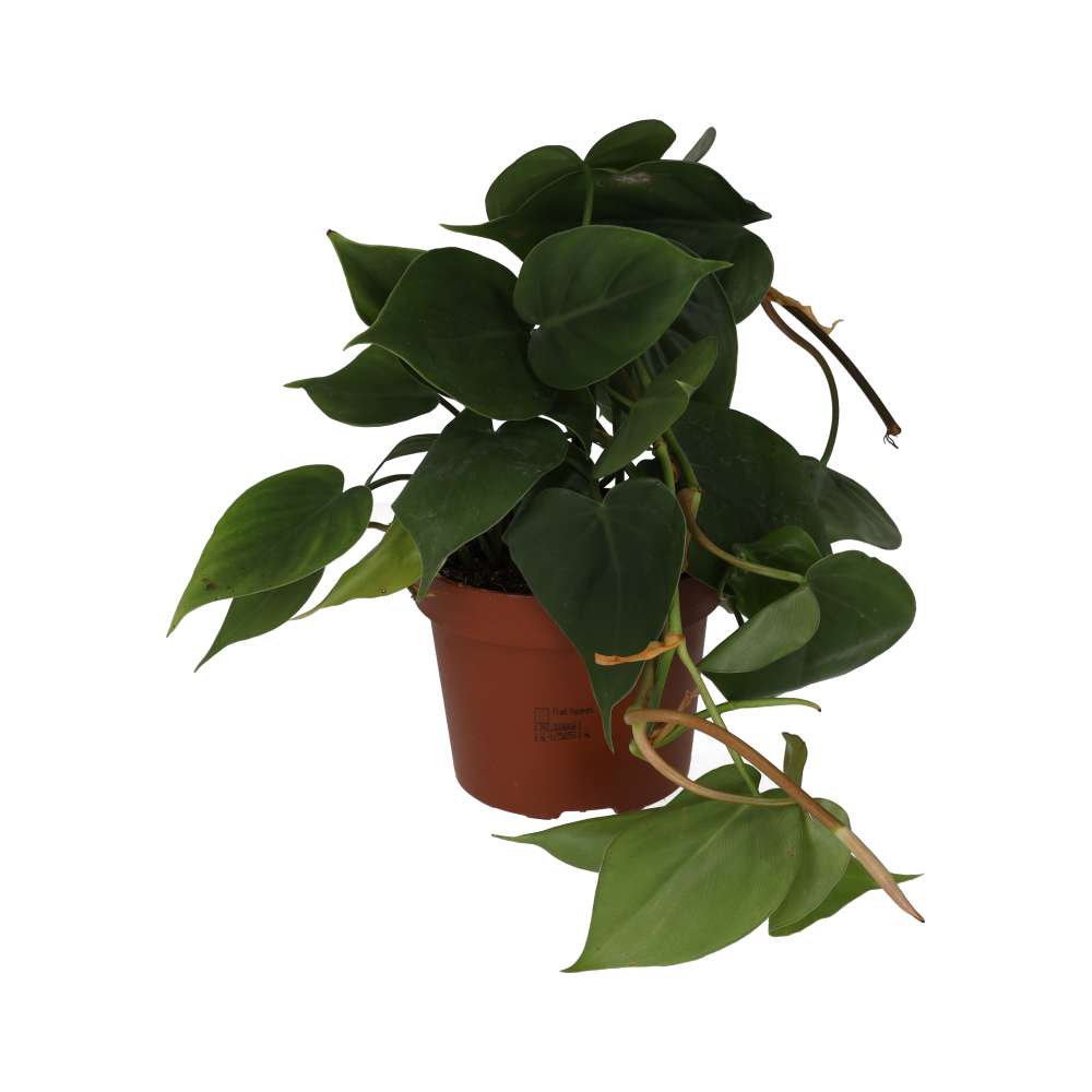 PR Live plant. Philodendron scandens (Large)