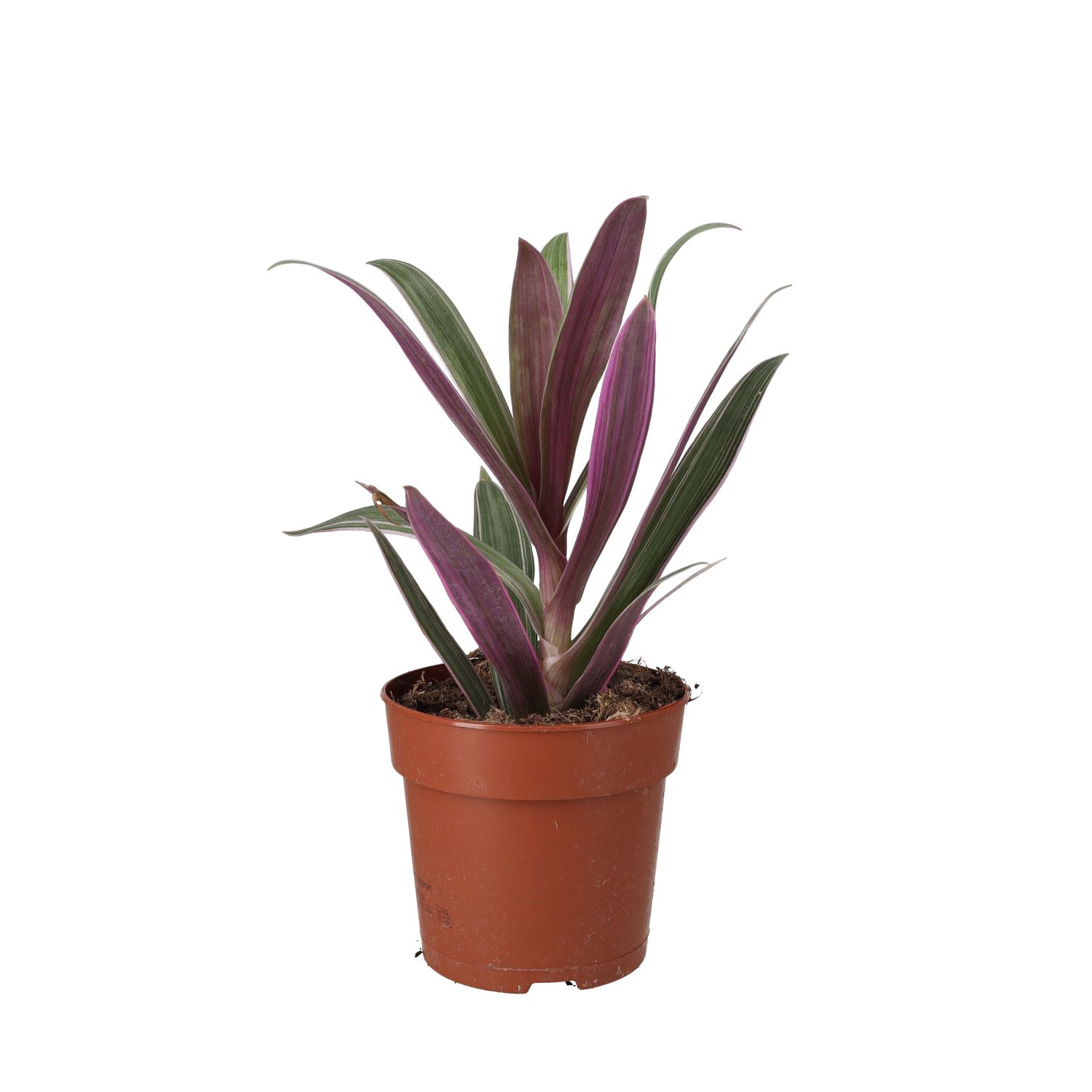 PR Live plant. Rhoeo discolor (Large)