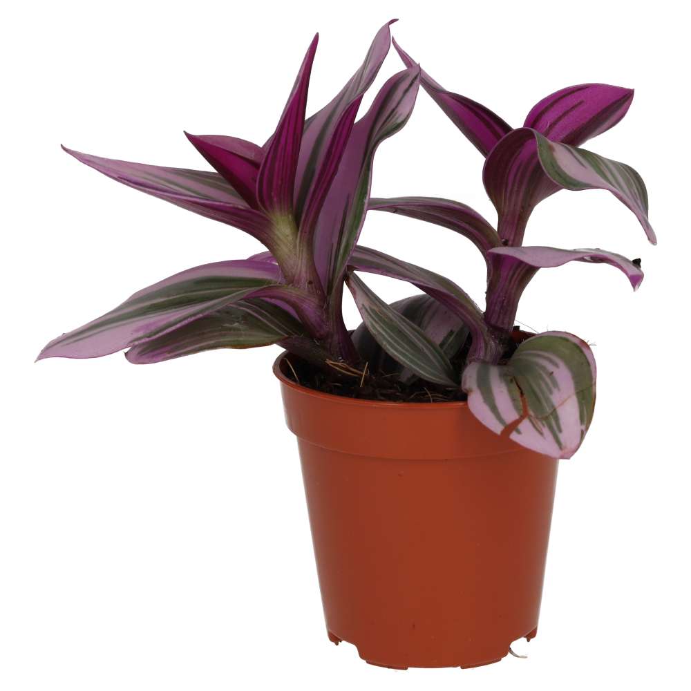 PR Live Plant. Tradiscantia (Small)