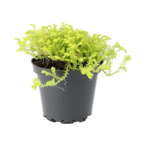 PR Live plant. Krauss' Spikemoss (Medium)