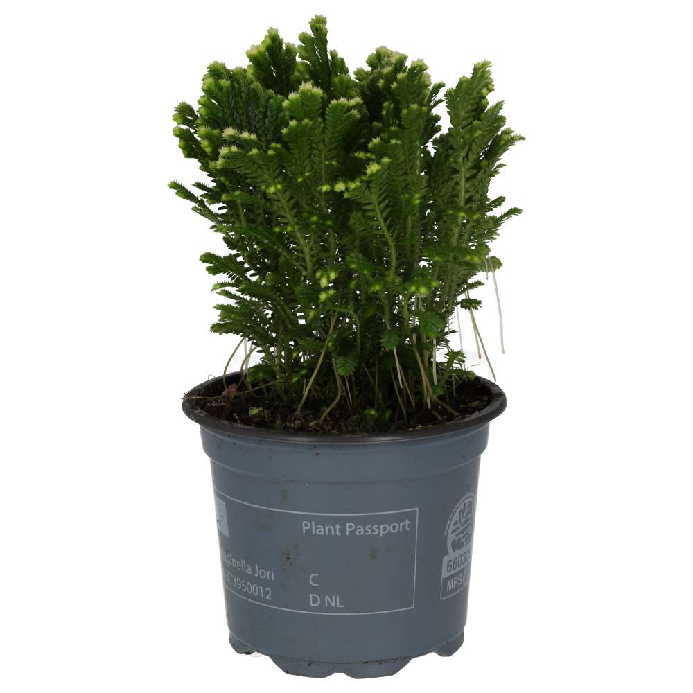 PR Live plant. Selaginella sp. (Medium)