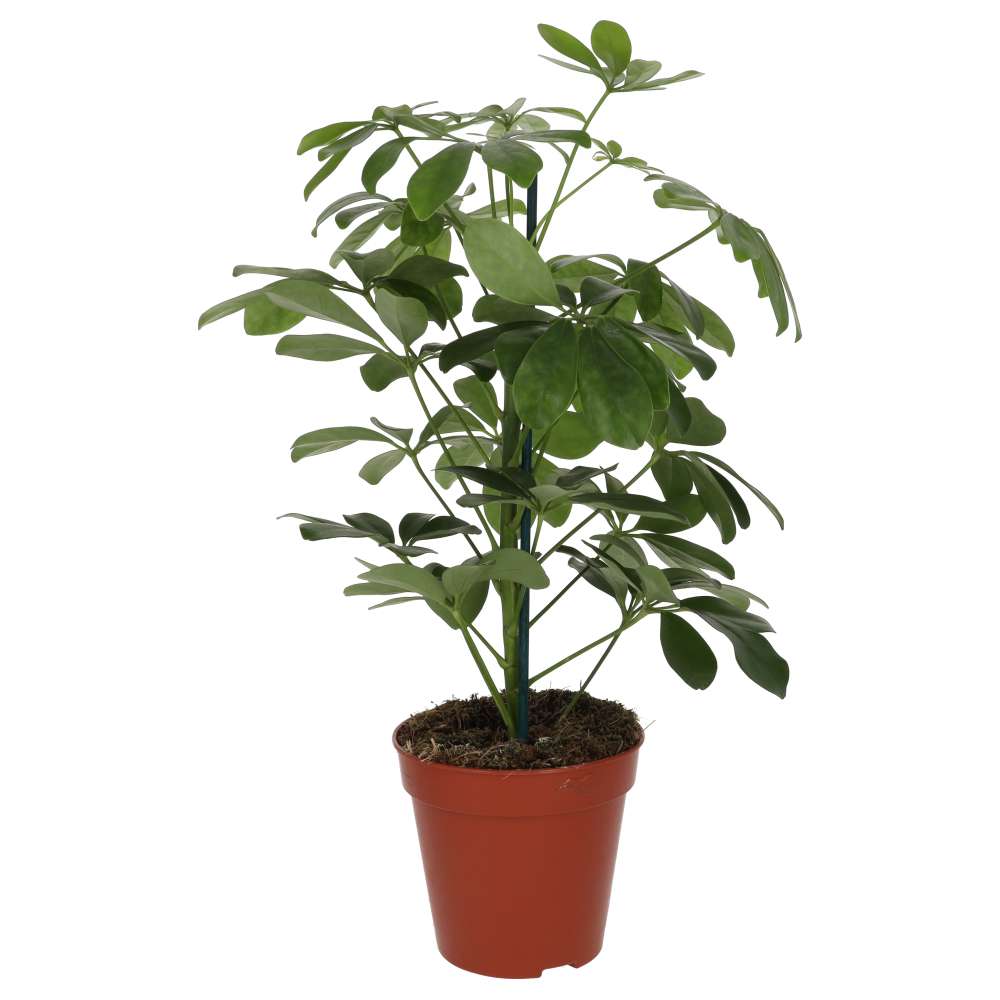 PR Live plant. Dwarf Umbrella Tree (Large)