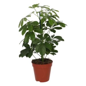 PR Live plant. Dwarf Umbrella Tree (Large)