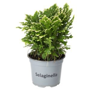 PR Live Plant Tradiscantia (Large)