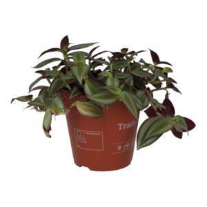 PR Live plant. Inch Plant 'Purple' (Large)